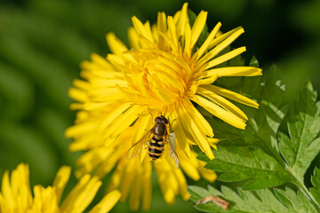 Common flower fly on dandelion flower
