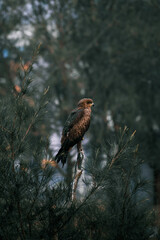 A beautiful falcon searching for food 