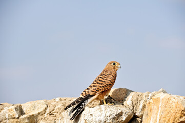 Common kestrel on rock in Serengeti National Park Tanzania Africa 