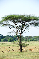 Obraz premium African tree of the African savannah in the Serengeti wildlife area of Tanzania, East Africa. Africa safari scene in savannah