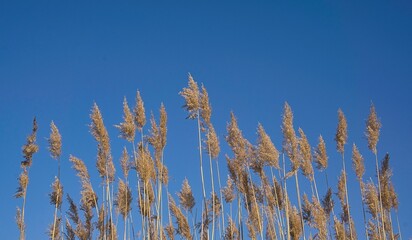 Gräser im blauen Himmel