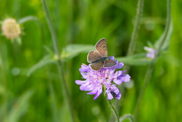 Male Sooty Copper (Lycaena tityrus) butterfly sitting on a small scabious in Zurich, Switzerland