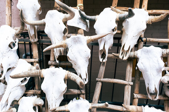 Decorative Bulls Skulls