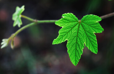 Green leaf texture closeup background. Nature of green leaves.Leaf of design