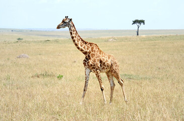 Wildlife animal,  A Rothschild giraffe in Nakuru National Park, Kenya