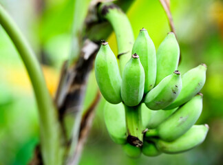 Banana tree with bunch of green bananas in agricultural plantation © nudda