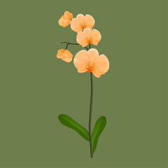 orange orchid on olive green background