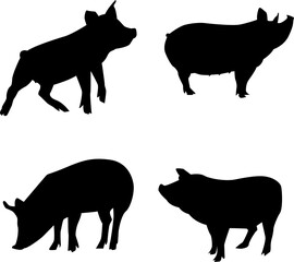  group of pigs