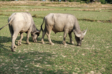 Obraz premium The Buffalo standing at the Farm