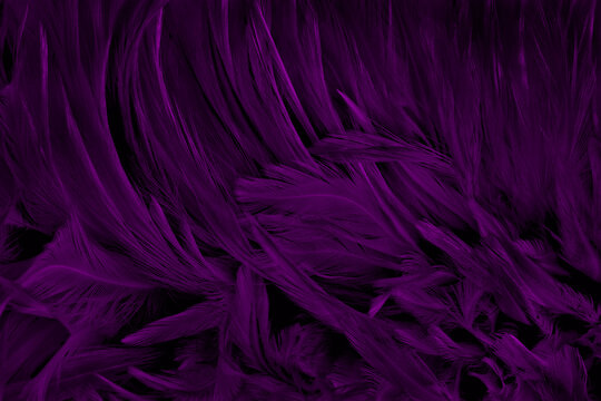Beautiful dark purple bird feathers pattern texture background.