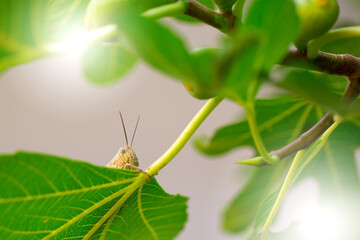 Grasshopper jump close up, insect macro