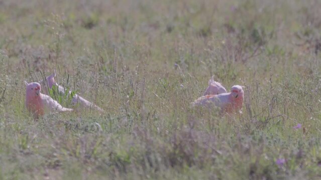 a flock of major mitchell's cockatoos feed in a field of grass and wildflowers at western queensland, australia