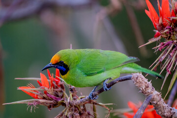 olden-fronted leaf bird from satchori forest habigonj banglasdesg