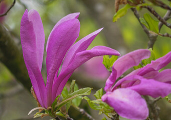 Magnolienblüte im Frühjahr, Magnolia, Bayern, Deutschland