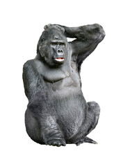 Gorilla © janvier