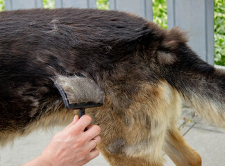 a man combs a dog's fur with a brush.