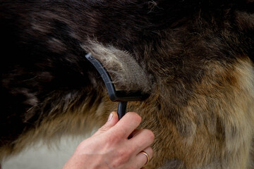 a man combs a dog's fur with a brush.