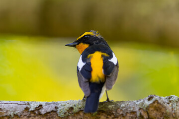 振り返ってじっとする雄のキビタキ