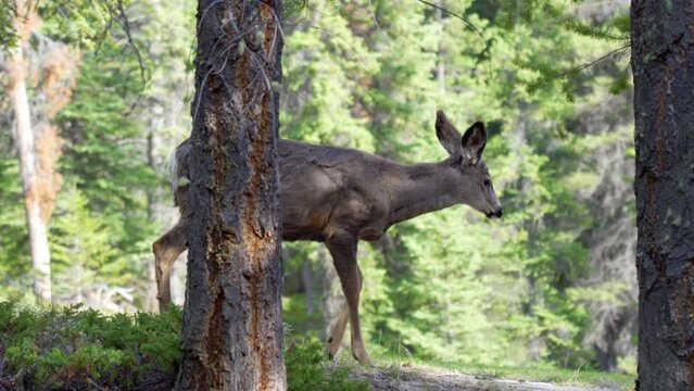 Wild mule deer roaming and foraging eating weeds in the forest in summer.
