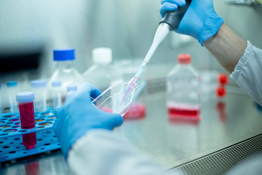 cell culture at the safety cabinet