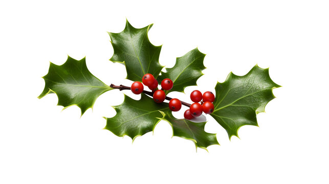holly on transparent background png 