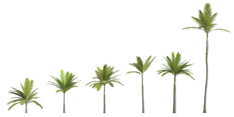 3d illustration of set bottle palm tree isolated on transparent background