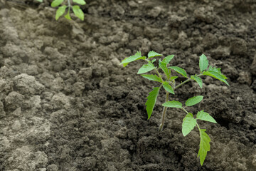 Growing tomatoes in the garden, tomato seedling. Spring work with seedlings in the garden. Close up. Side view, copy space for text, product place.
