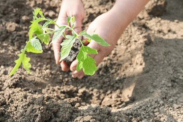 Hands of an elderly woman holding the soil with a young plant. Planting seedlings in the soil. Hands planting tomato seedling on garden. The concept of agriculture, organic tomato seedling. Banner.