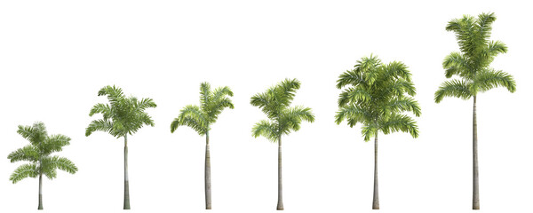 3d illustration of set foxtail palm tree isolated on transparent background