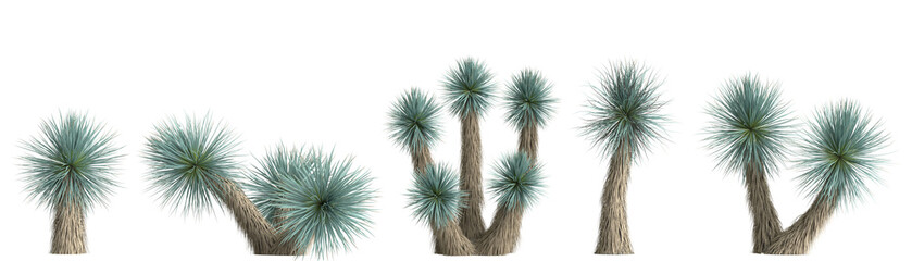 3d illustration of set yucca rostrata plant isolated on transparent background