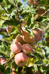 apples in the field and harvest season