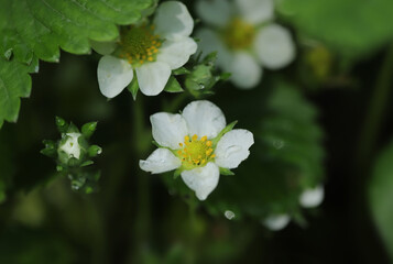 White strawberry flowers in the garden