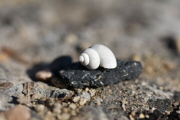 snail