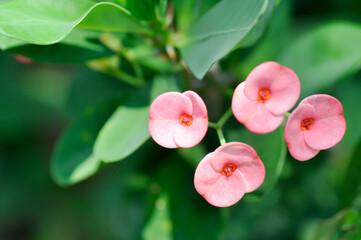 Christ Thorn, Euphorbia milii or Euphorbiaceae or pink flower