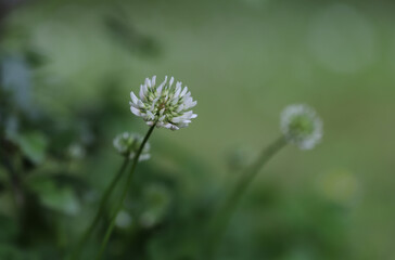 Close up of white clover