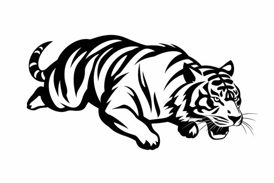 Jumping tiger on white, tiger attack