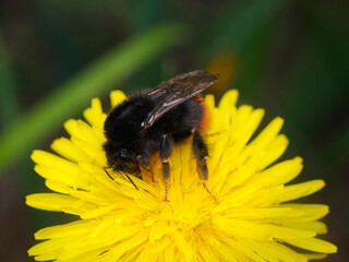 Red-tailed bumblebee (Bombus lapidarius) feeding on nectar in yellow dandelion flower. Covered by particles of yellow pollen.