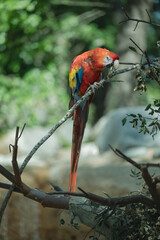 Perroquet  Amazone multicolore sur une branche d'arbre