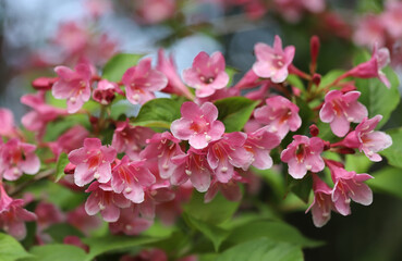 Fototapeta na wymiar Pink flowers, Crimson Weigela - Czechmark Twopink