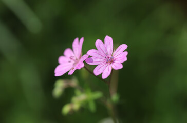 Close up of a pink flower, Geranium pyrenaicum