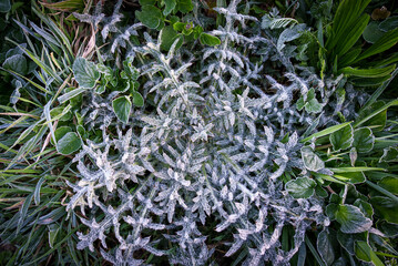 Flower in early morning with frost