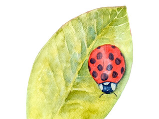 Watercolor botanical summer illustration with colorful ladybug and greenery