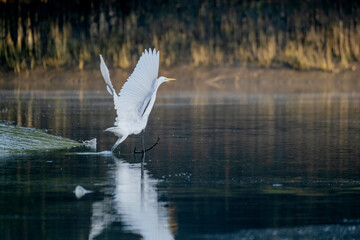 Great Egret in Sundarbans, the largest mangrove forest in the world. Satkhira, Bangladesh