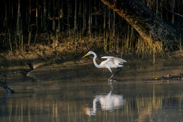 Great Egret in Sundarbans, the largest mangrove forest in the world. Satkhira, Bangladesh