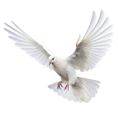 Obraz premium white pigeon flying , isolated on transparent background cutout , generative ai