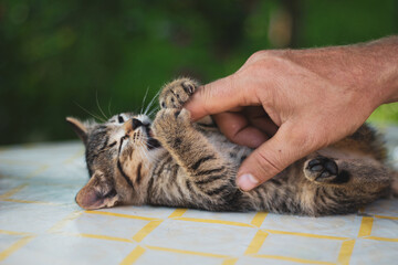 Play with baby cat