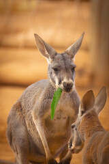 kangaroo with baby