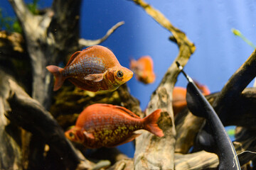 unusual red and brown fish in aquarium through the glass. High quality photo
