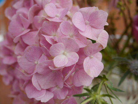 close up photo of light pink flowers