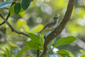 greenish warbler bird in Sundarbans, the largest mangrove forest in the world. Satkhira, Bangladesh
